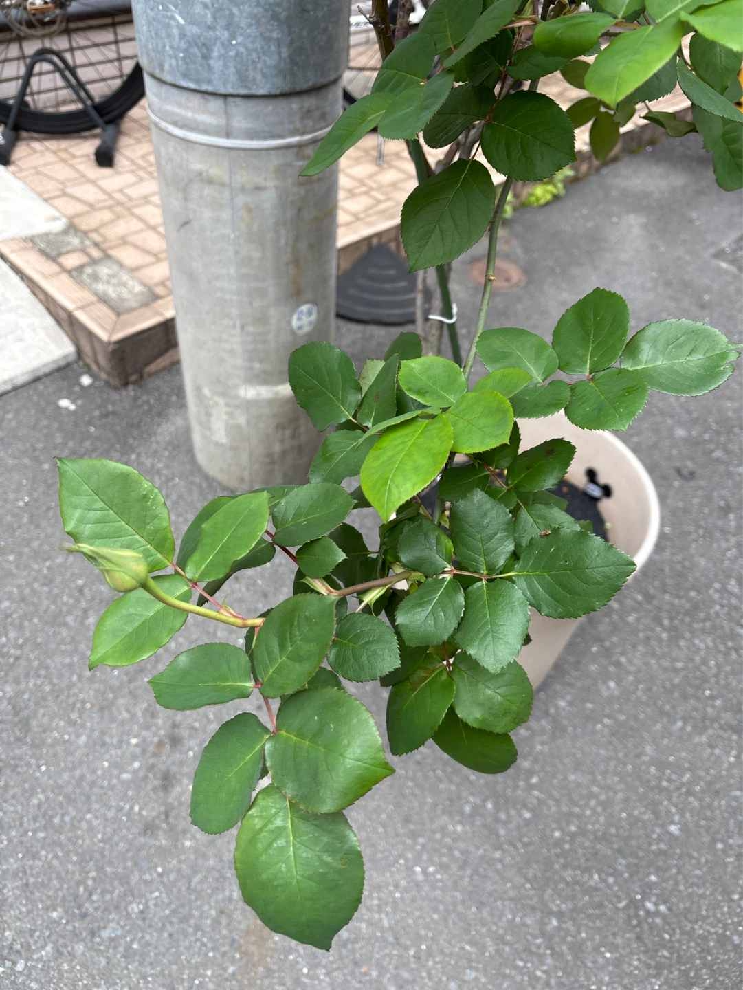 バラの鉢植え　大型　1m以上の写真2枚目
