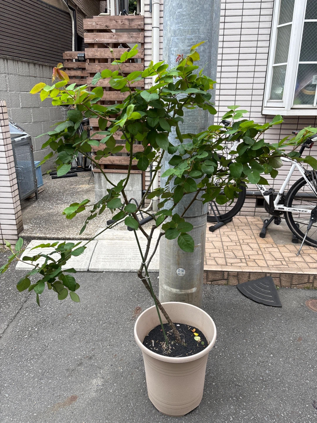 バラの鉢植え　大型　1m以上