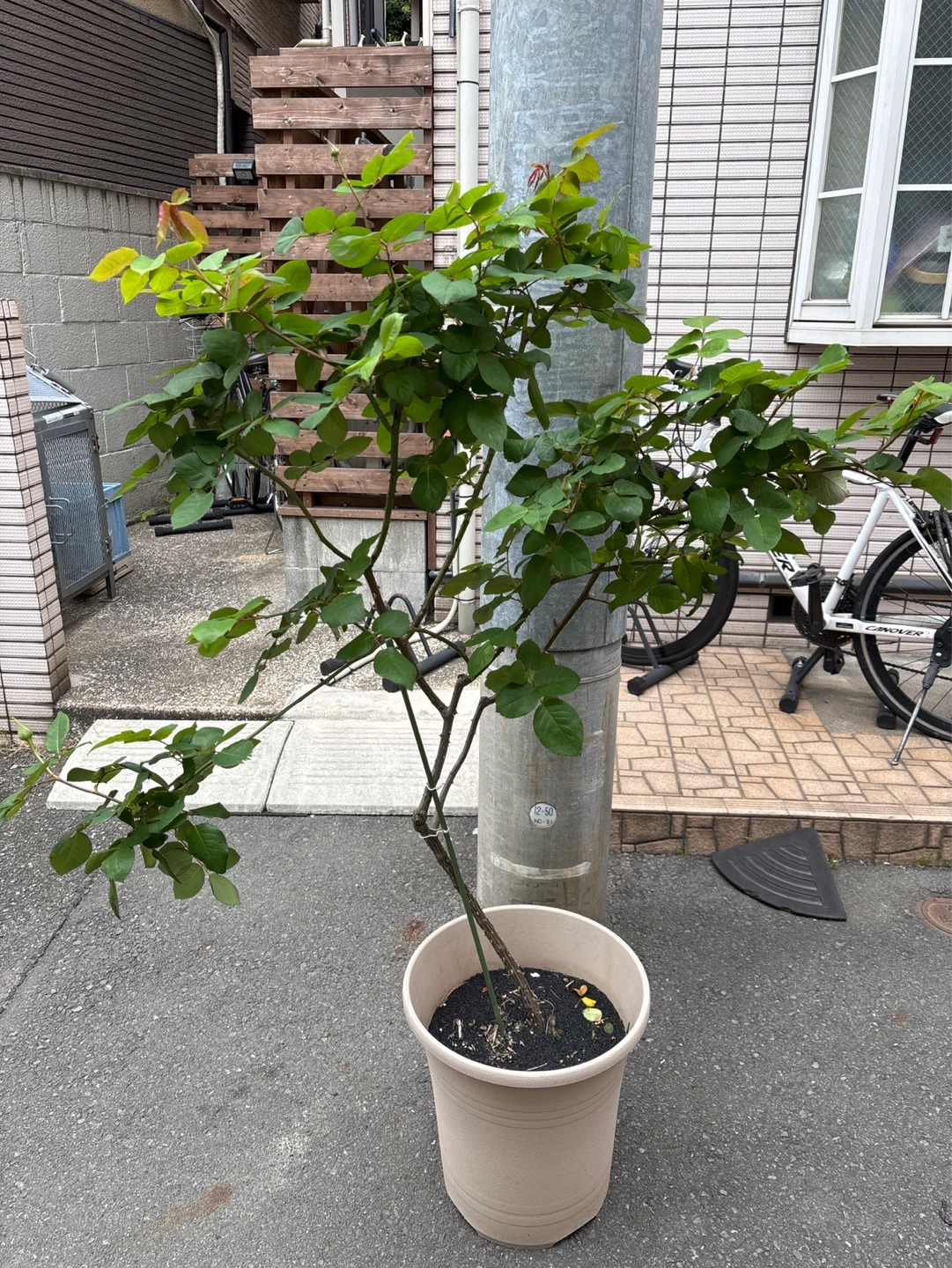 バラの鉢植え 大型 1m以上