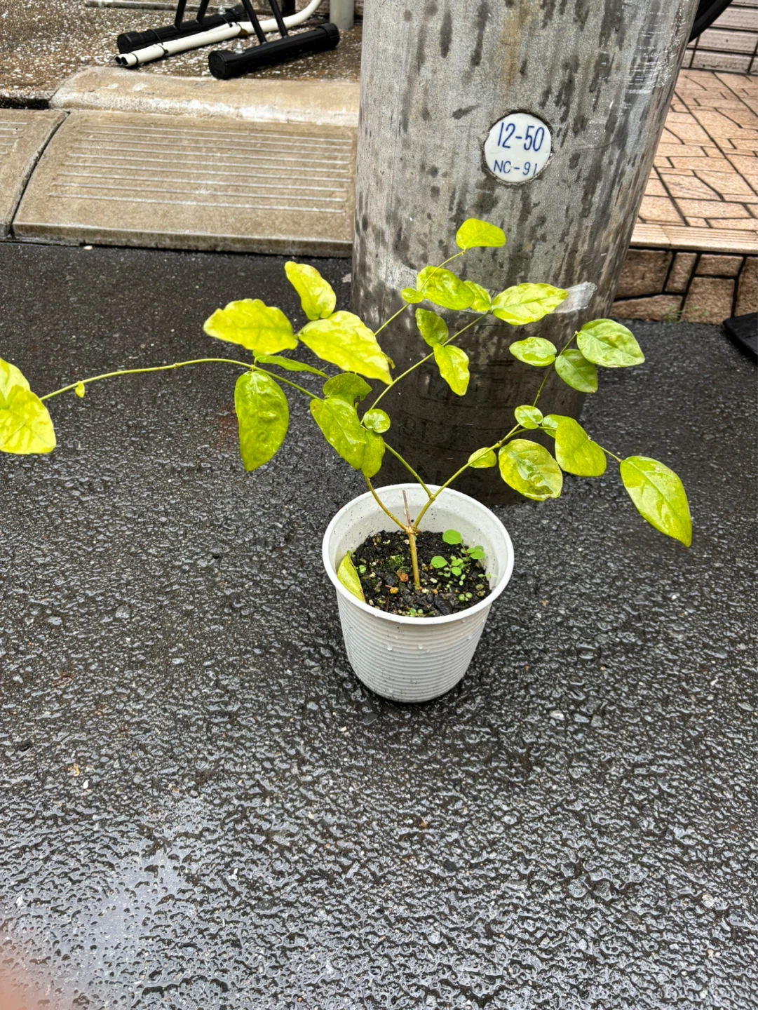 アラビアンジャスミンじゃなくて八重かも　挿木苗