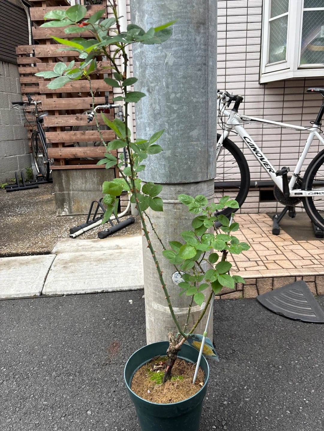 バラの苗 金閣 大型鉢