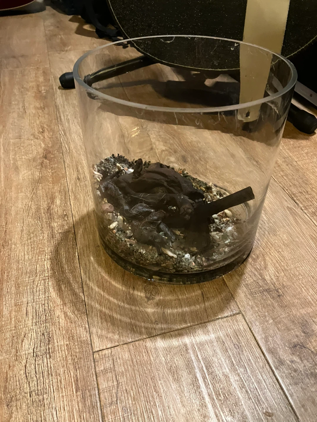 ガラス製 テラリウム容器