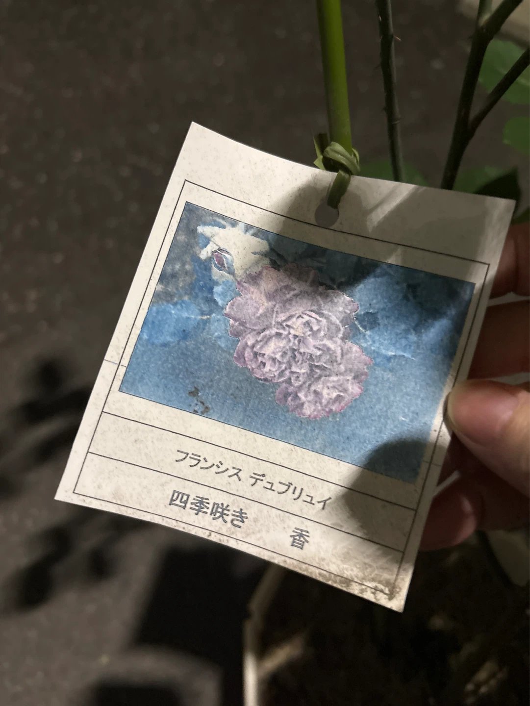 フランシス デュブリュイ バラ苗の写真2枚目