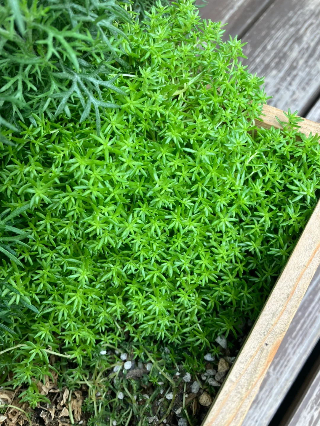 セダム 多肉植物 グランドカバーの写真2枚目
