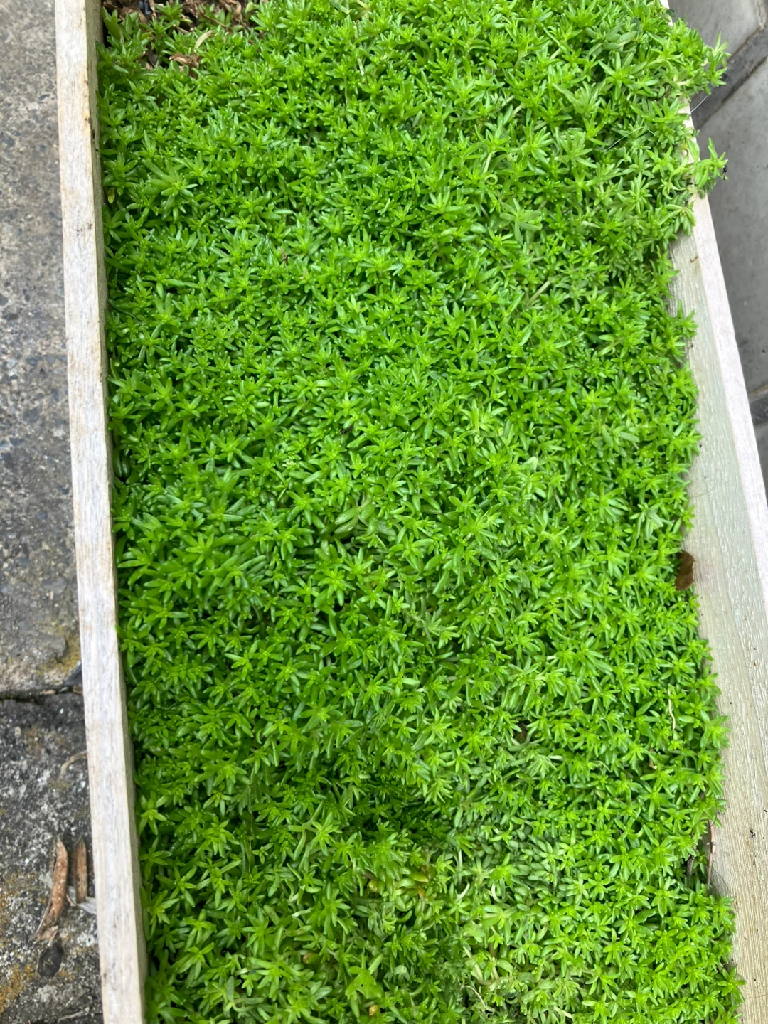 セダム　多肉植物　グランドカバー