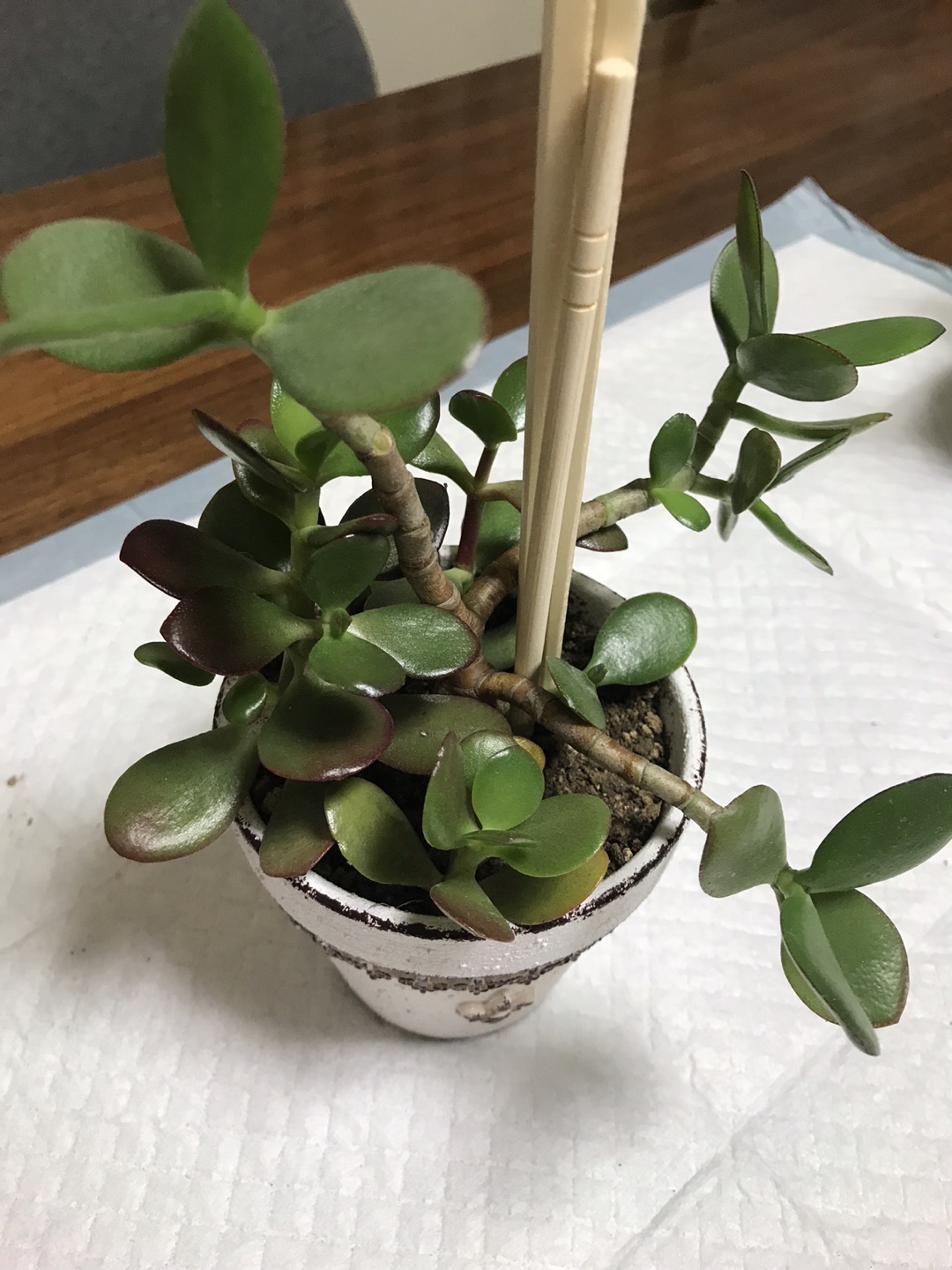 ■金のなる木③■鉢植えの写真2枚目