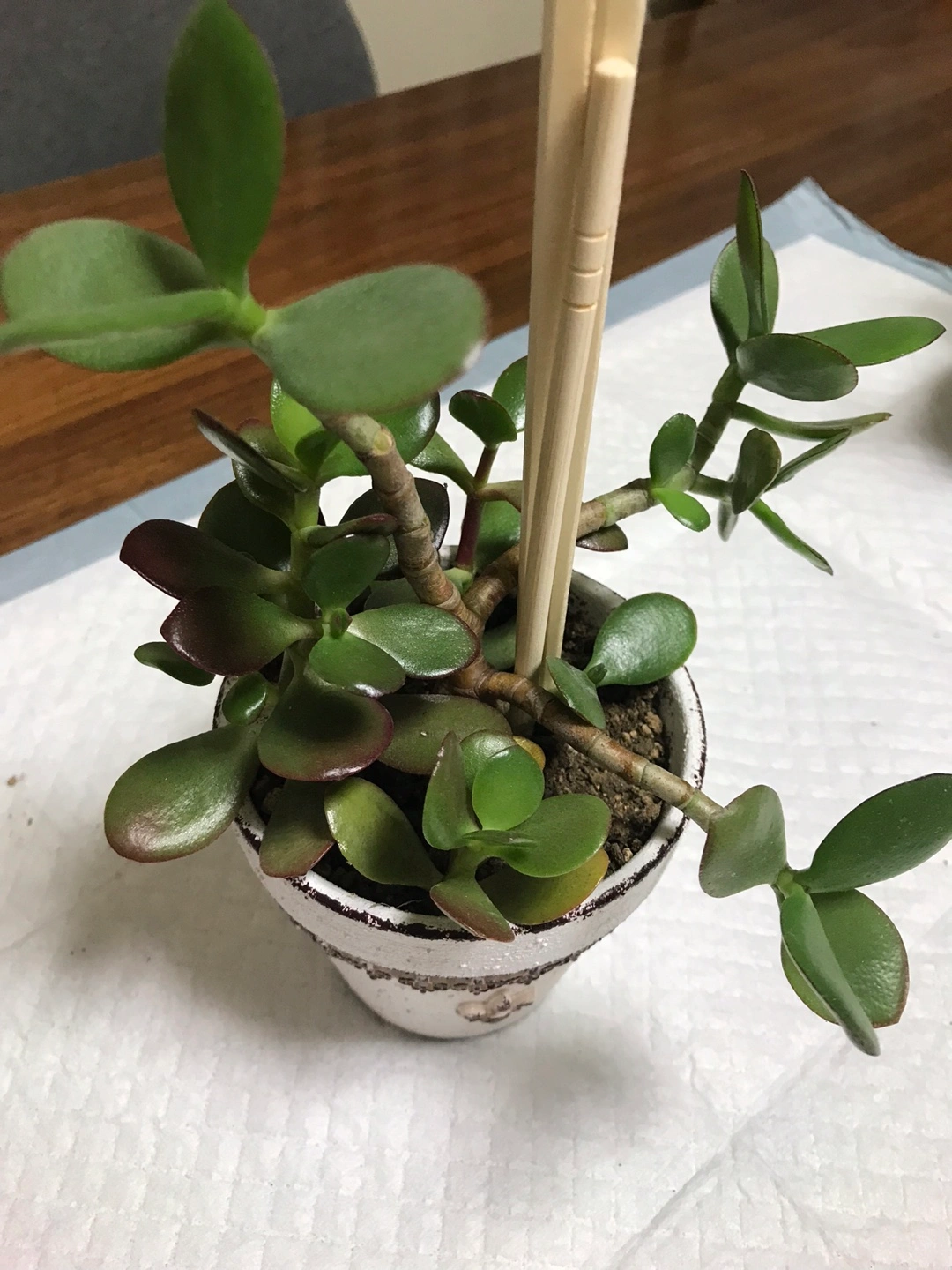 ■金のなる木③■鉢植えの写真2枚目