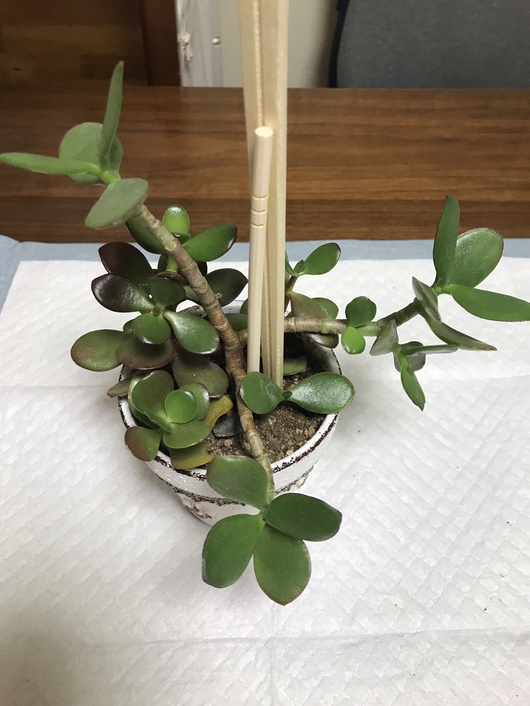 ■金のなる木③■鉢植え