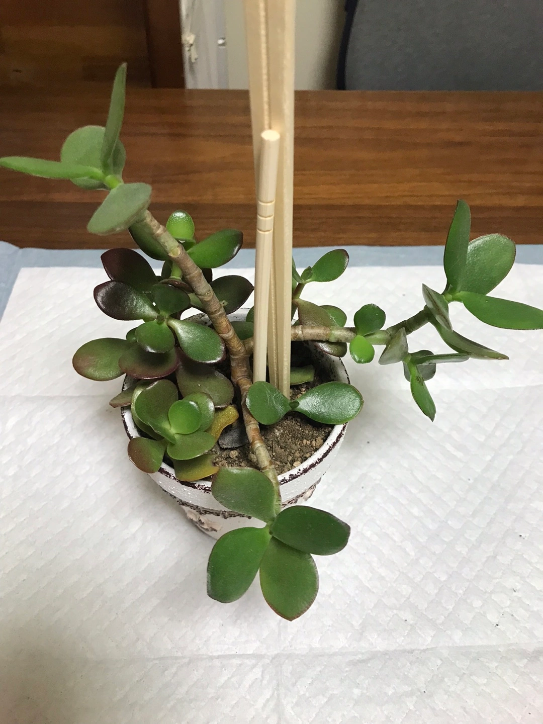 ■金のなる木③■鉢植え