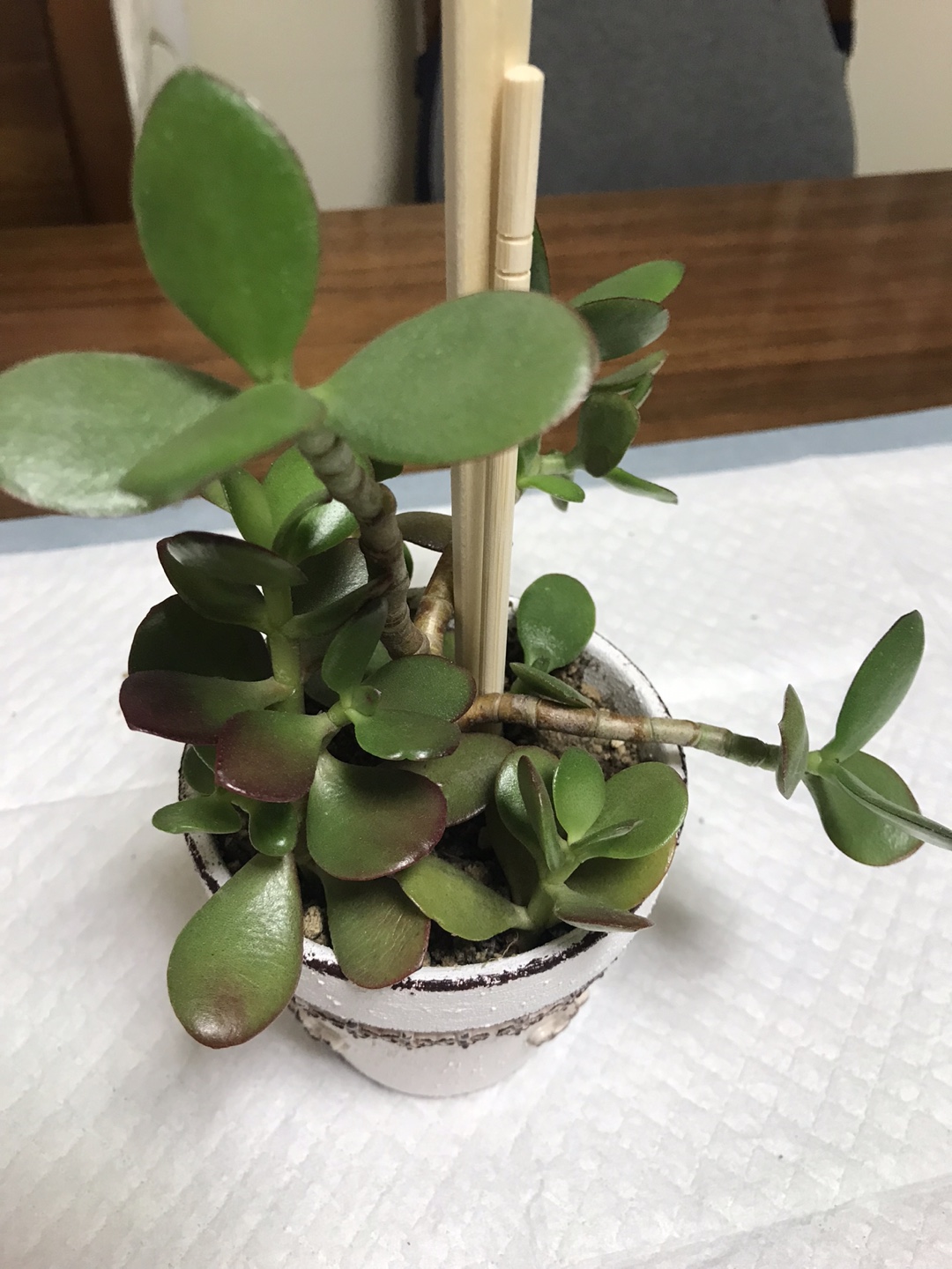■金のなる木③■鉢植えの写真3枚目