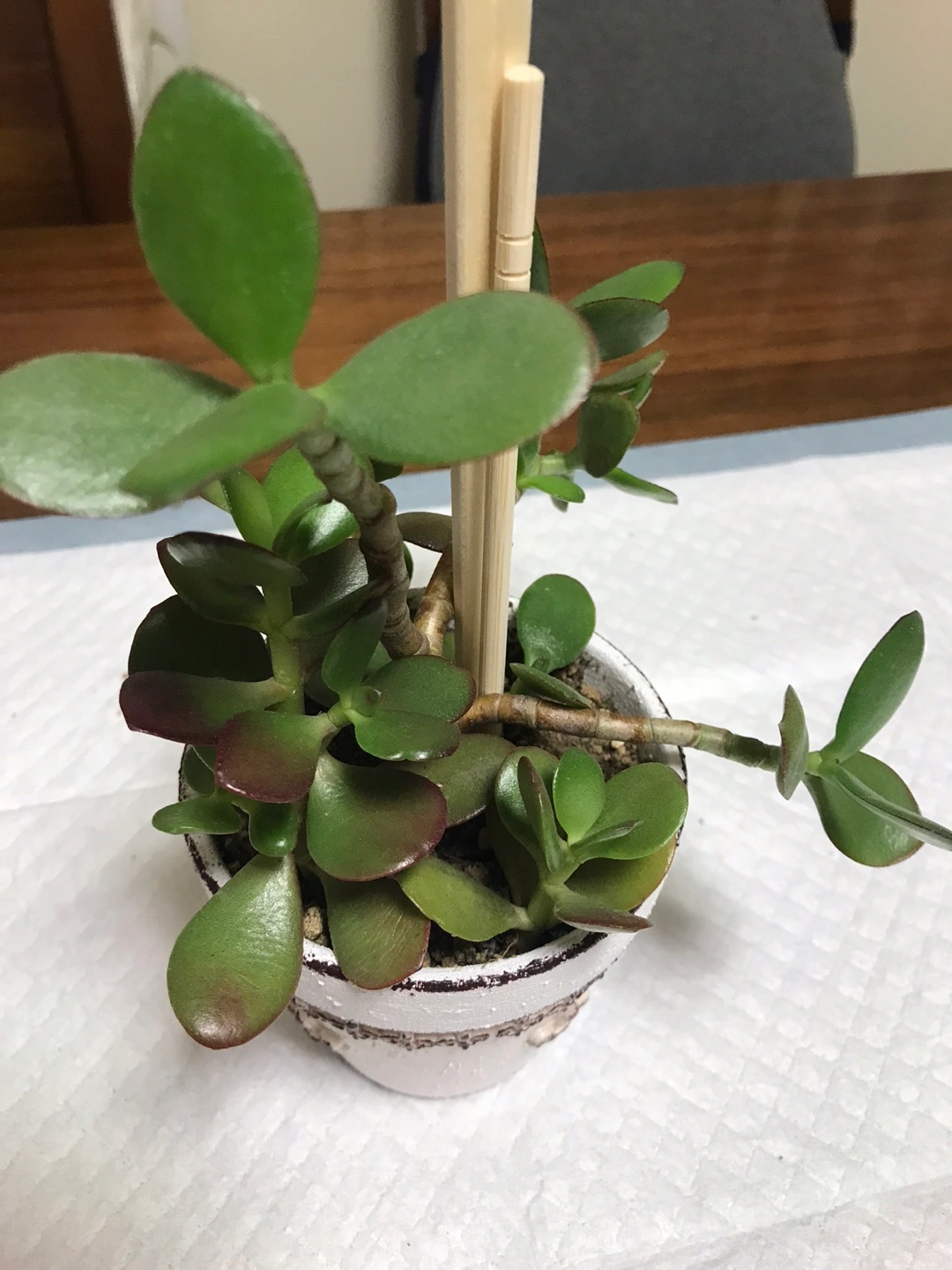 ■金のなる木③■鉢植えの写真3枚目