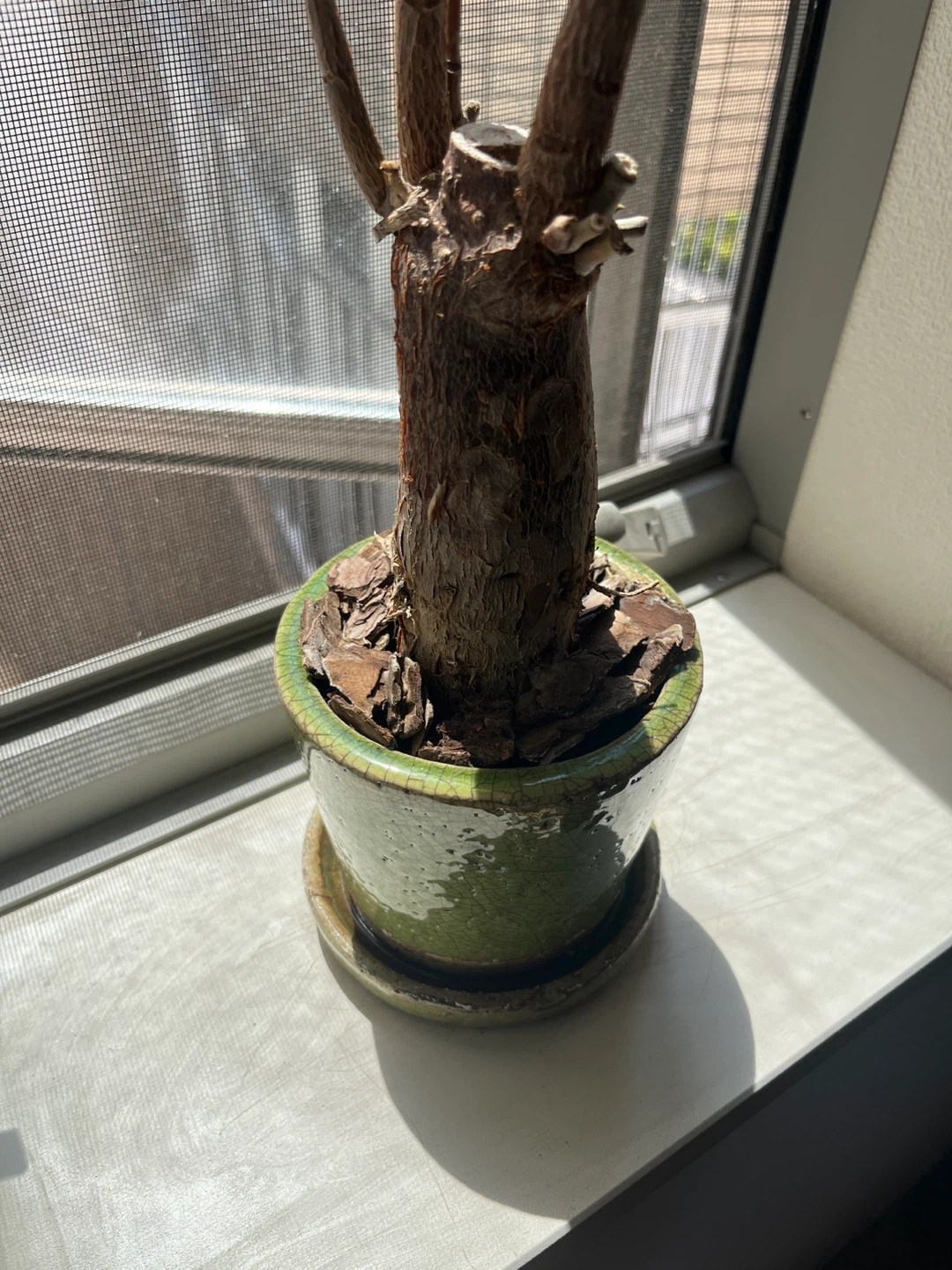 パキラの写真2枚目