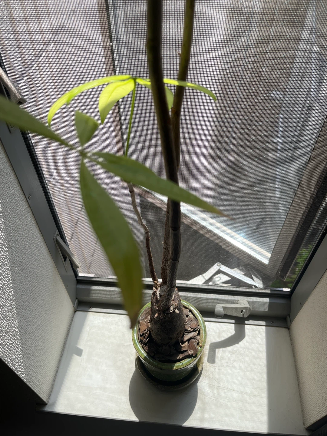 パキラの写真3枚目