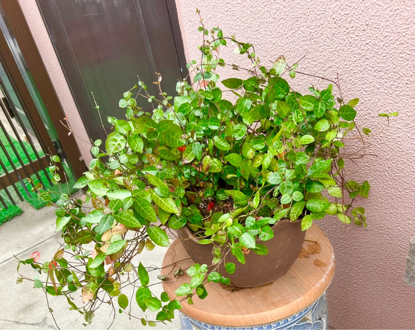 観葉植物ワイヤープランツ鉢植えの写真2枚目