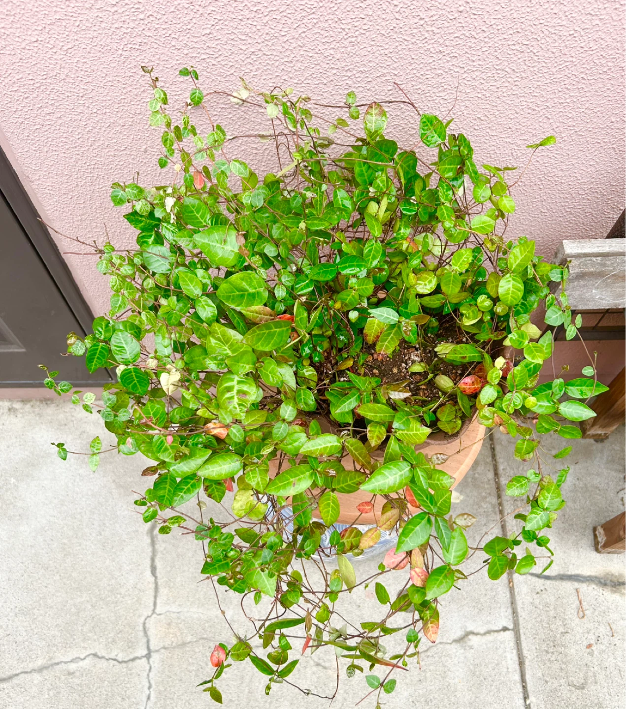 観葉植物ワイヤープランツ鉢植え