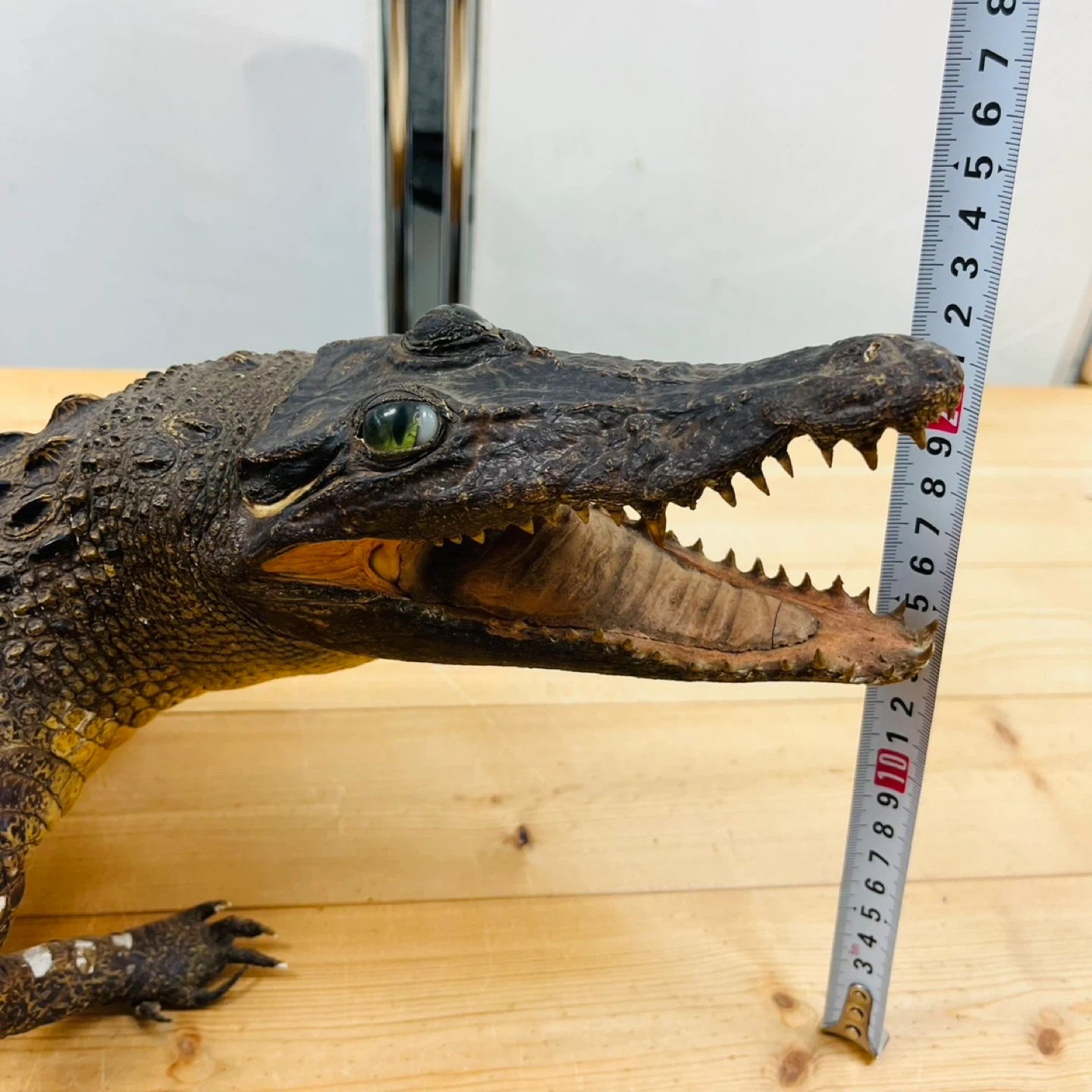 3,ワニ剥製③の写真7枚目
