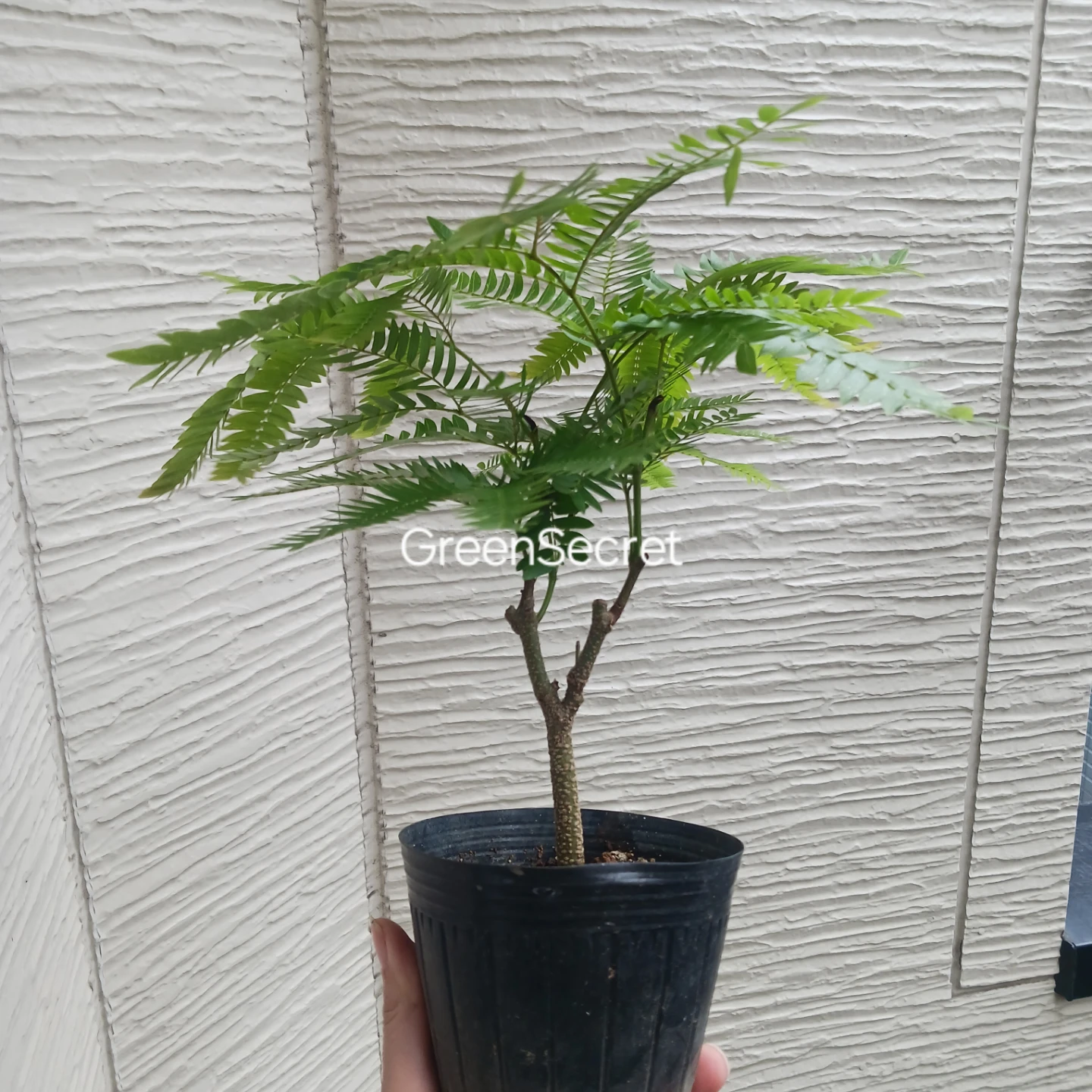 エバーフレッシュ　3.5号ポット苗の写真2枚目