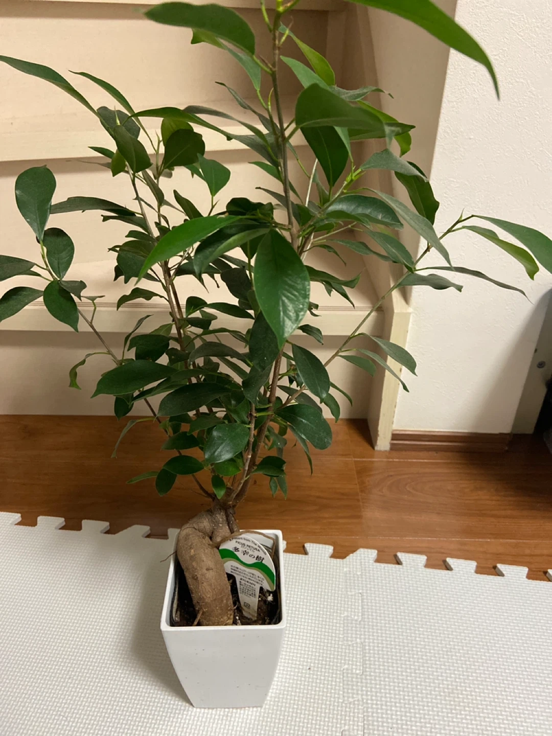 ガジュマル 多幸の樹 観葉植物