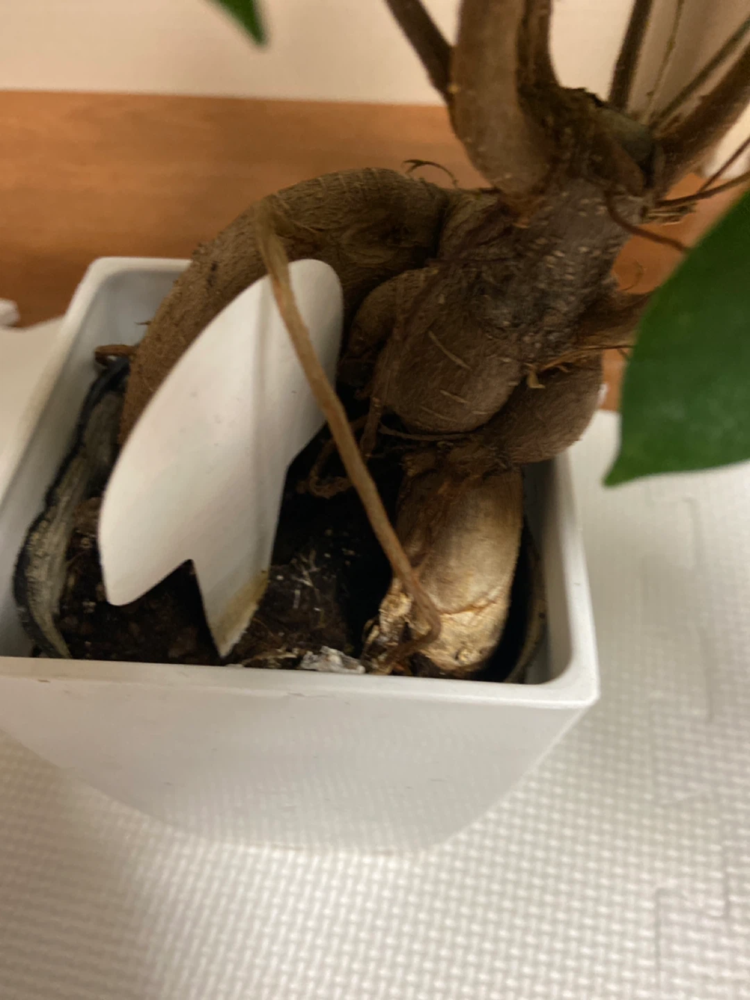 ガジュマル 多幸の樹 観葉植物の写真3枚目