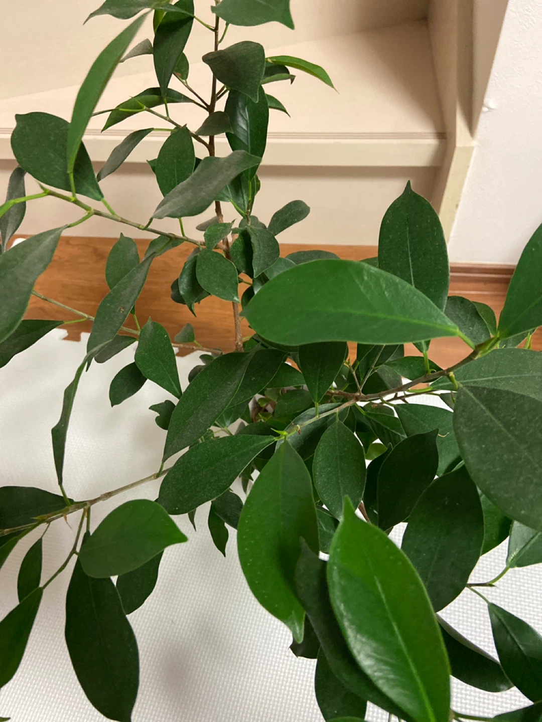 ガジュマル 多幸の樹 観葉植物の写真4枚目