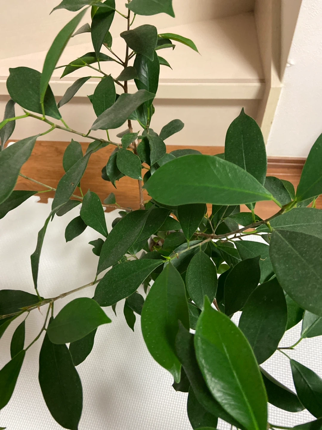 ガジュマル 多幸の樹 観葉植物の写真4枚目