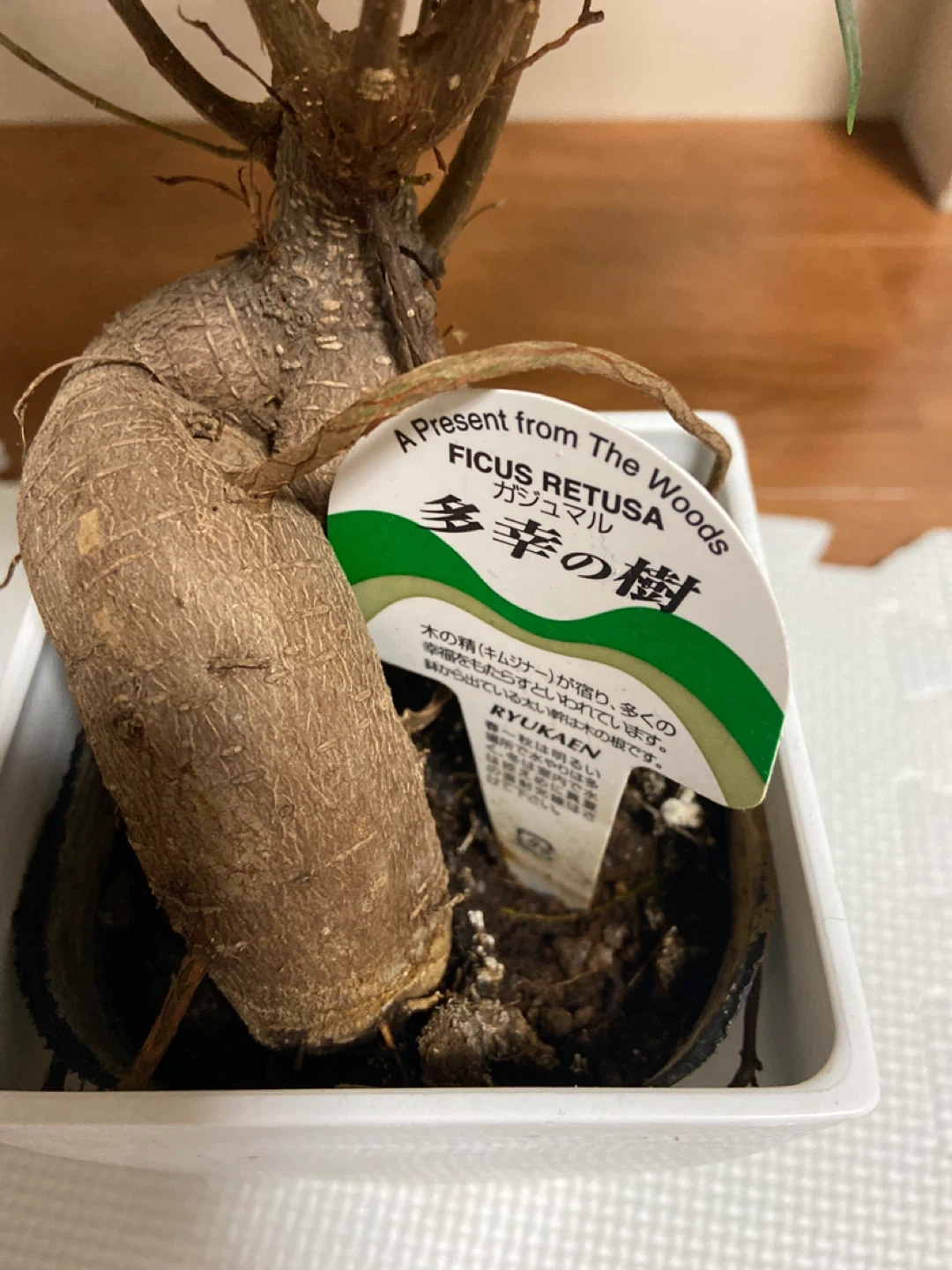 ガジュマル 多幸の樹 観葉植物の写真2枚目