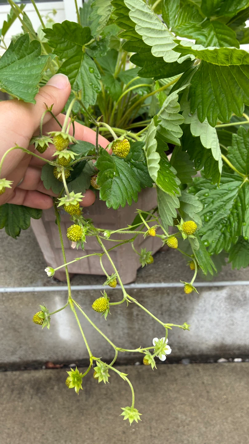 【実つき】ワイルドストロベリーの写真2枚目