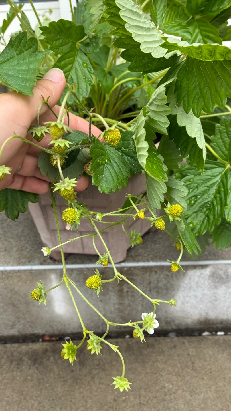 【実つき】ワイルドストロベリーの写真2枚目