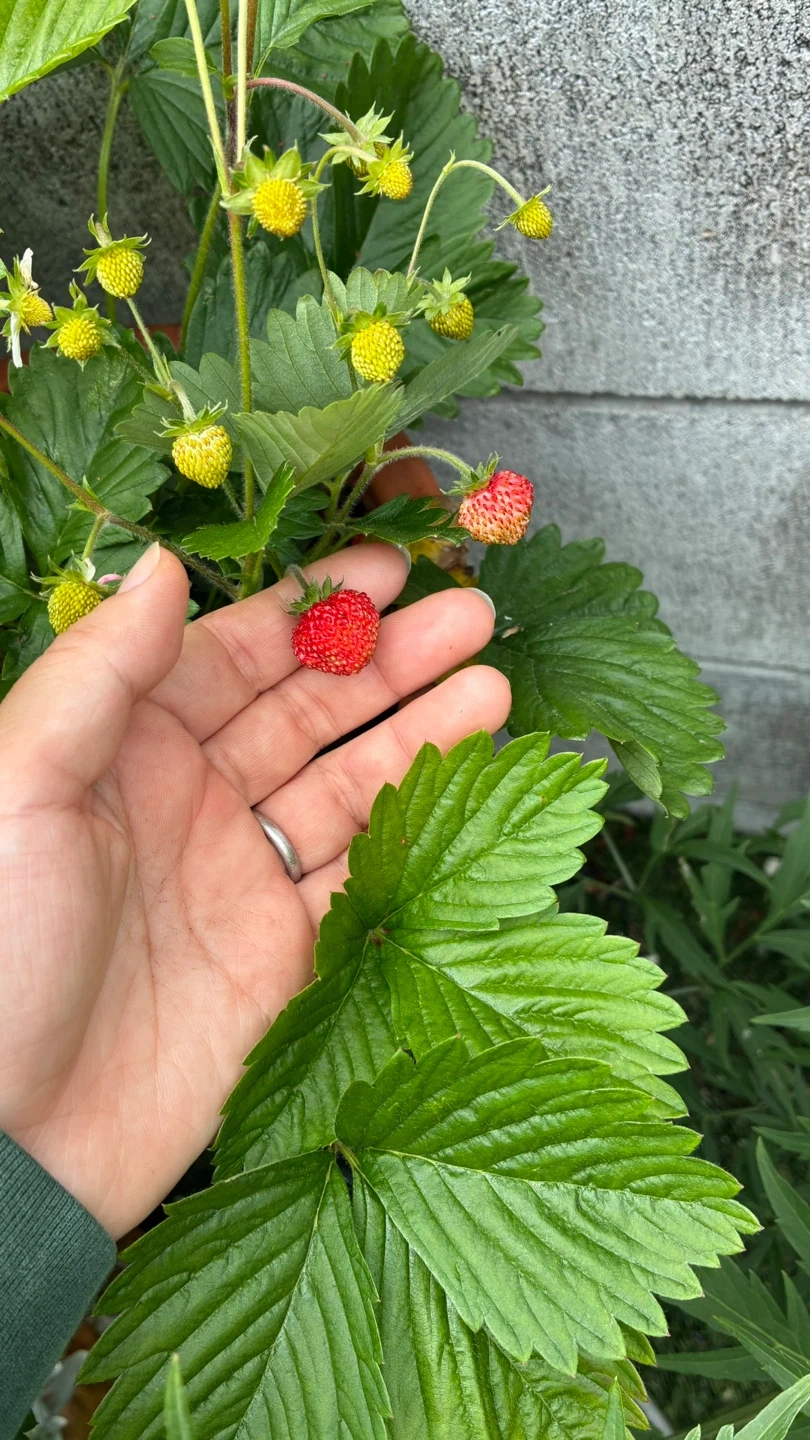 【実つき】ワイルドストロベリー