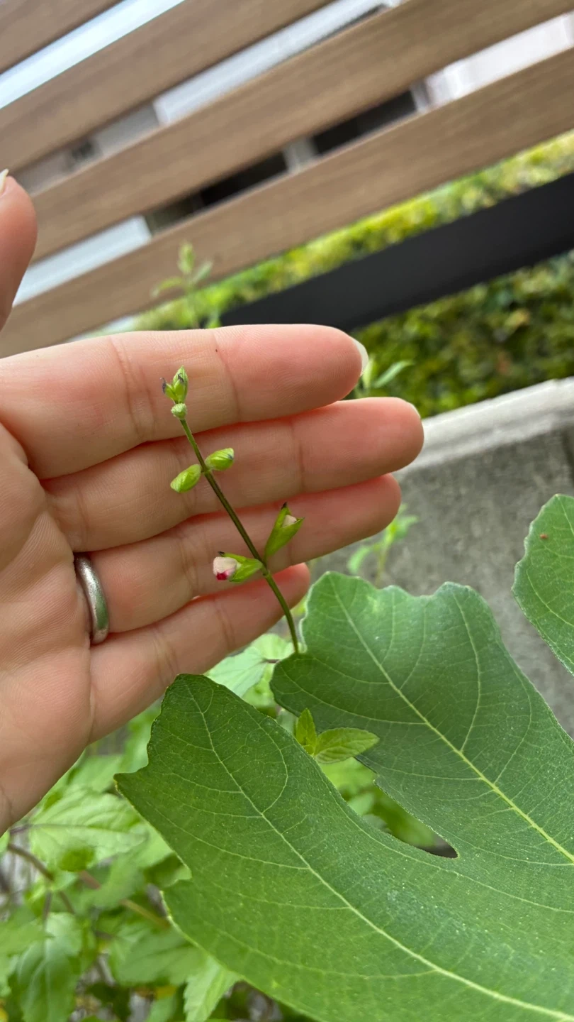 チェリーセージ/鉢ごとの写真2枚目