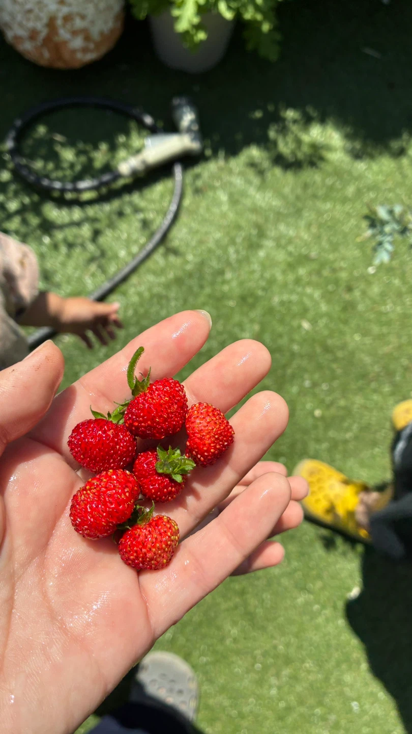 【実つき】ワイルドストロベリーの写真4枚目