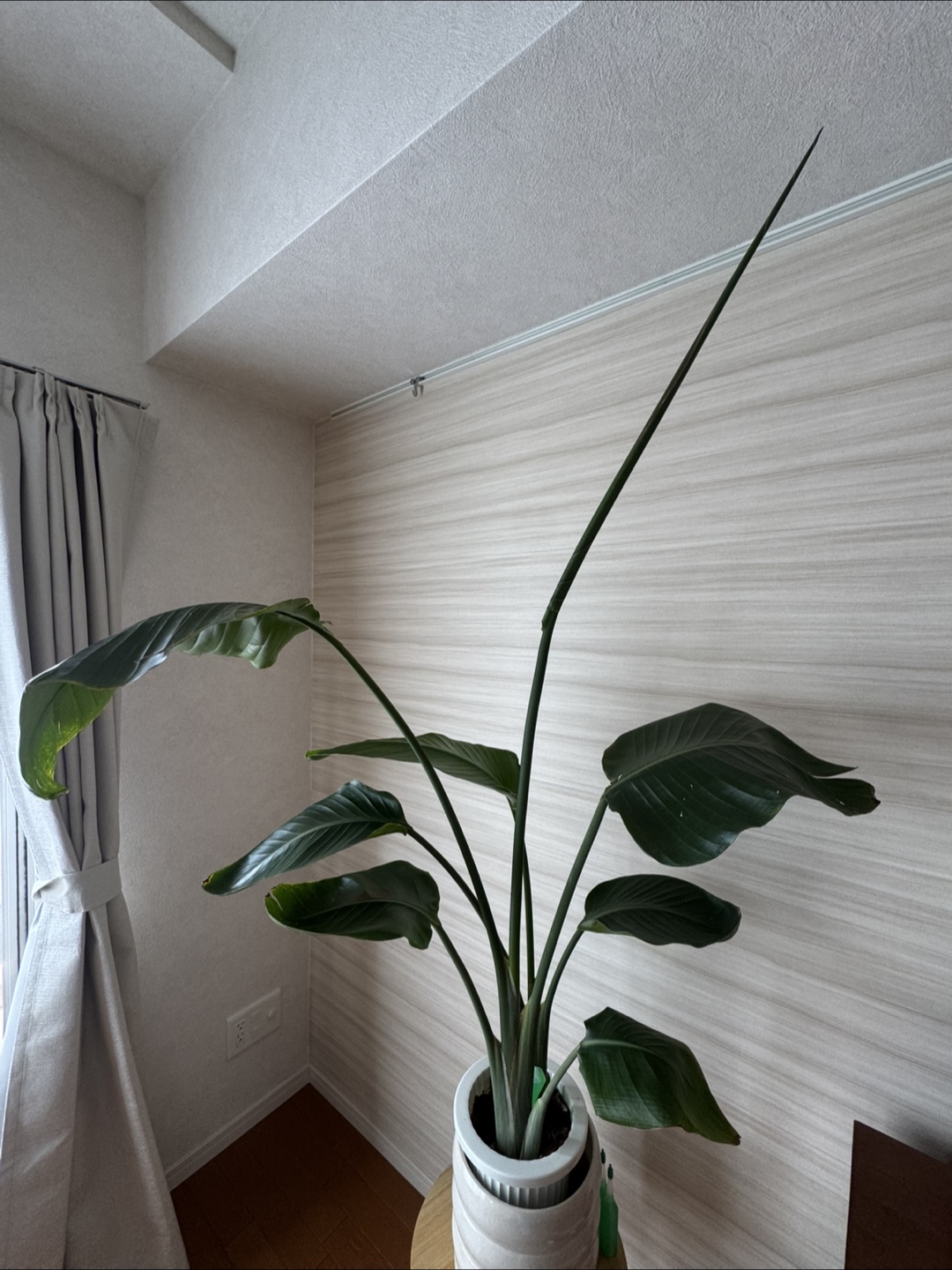 観葉植物、白い鉢