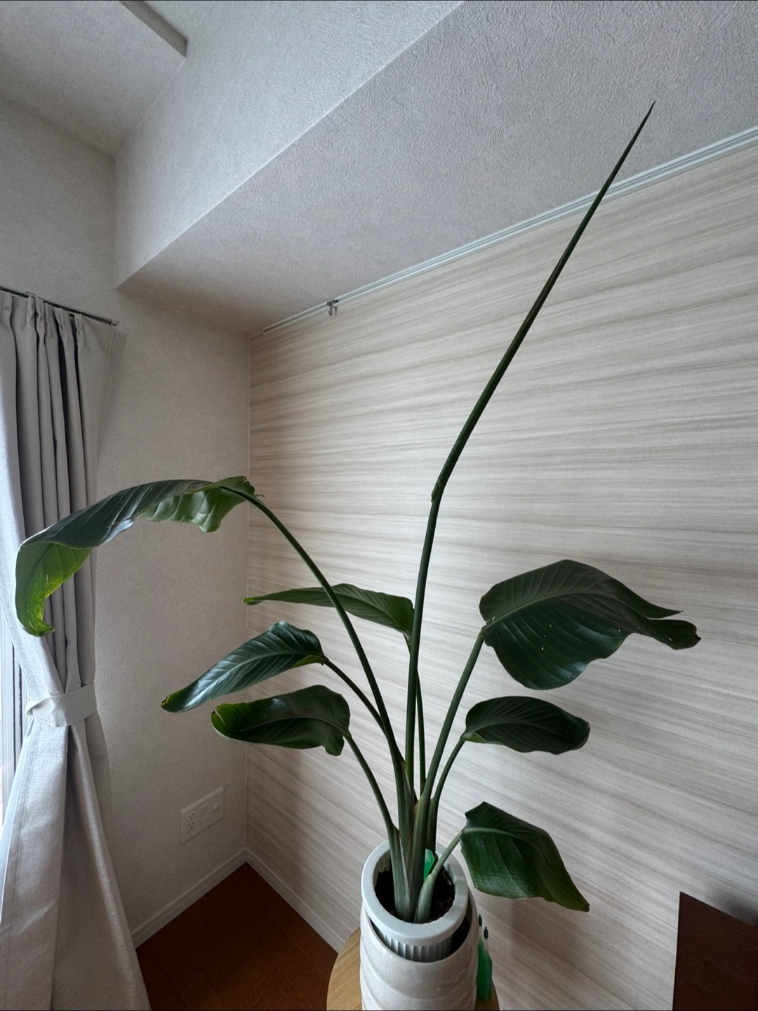 観葉植物、白い鉢