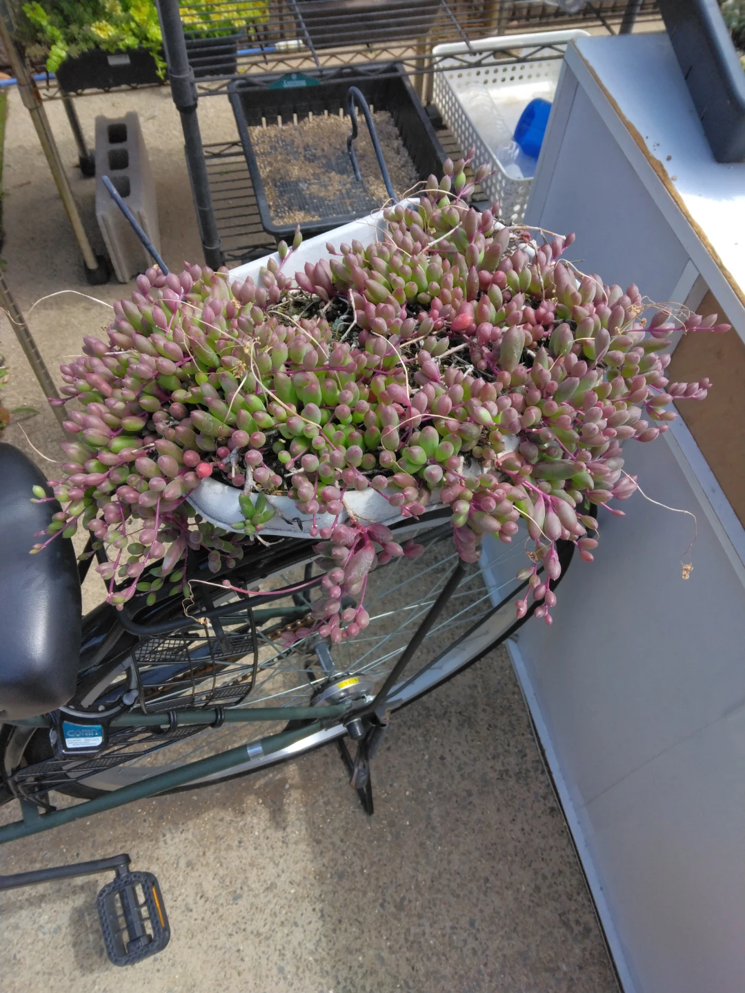 多肉植物 ルビーネックレスフック寄せ植え 鉢植え（中）サイズ