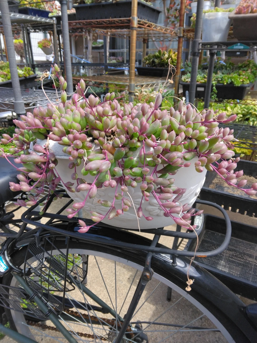 多肉植物 ルビーネックレスフック寄せ植え 鉢植え(中)サイズの写真2枚目