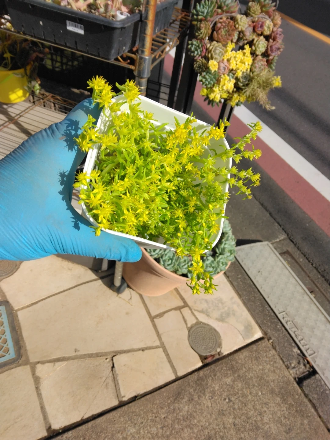 グランドカバーにセダムモリムラ、マルバ万年草、パリダム等々詰め合わせとセダムの 黄色い花 多肉植物の写真5枚目