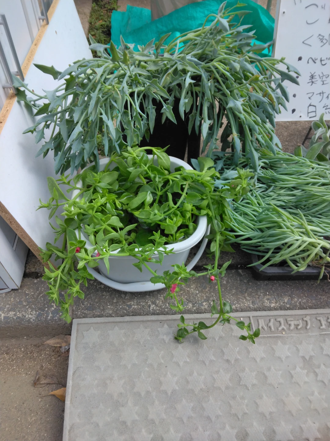 0円多肉開催中　多肉植物 詰め合わせ単品等グランドカバーにの写真2枚目