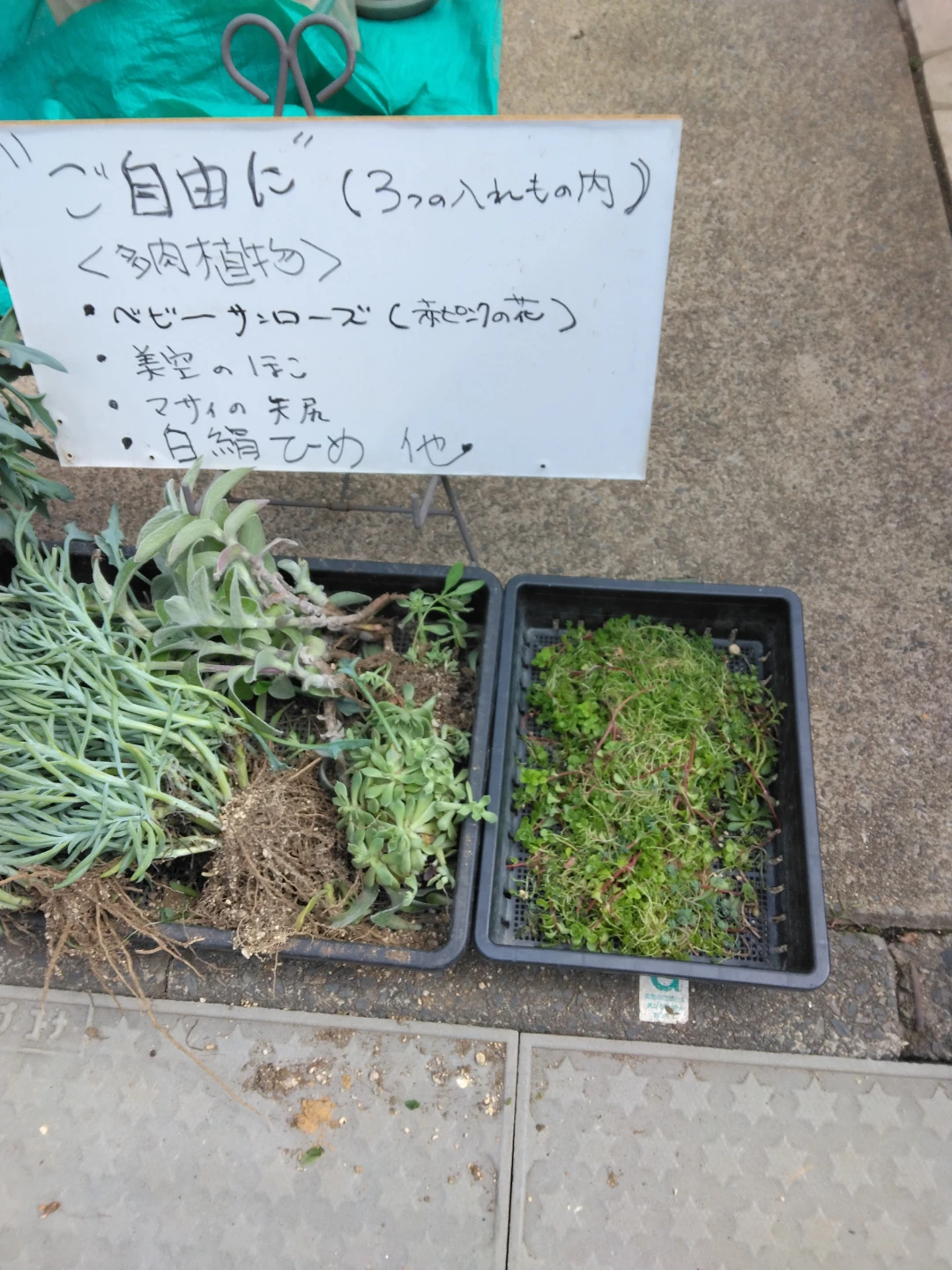 0円多肉開催中　多肉植物 詰め合わせ単品等グランドカバーにの写真4枚目