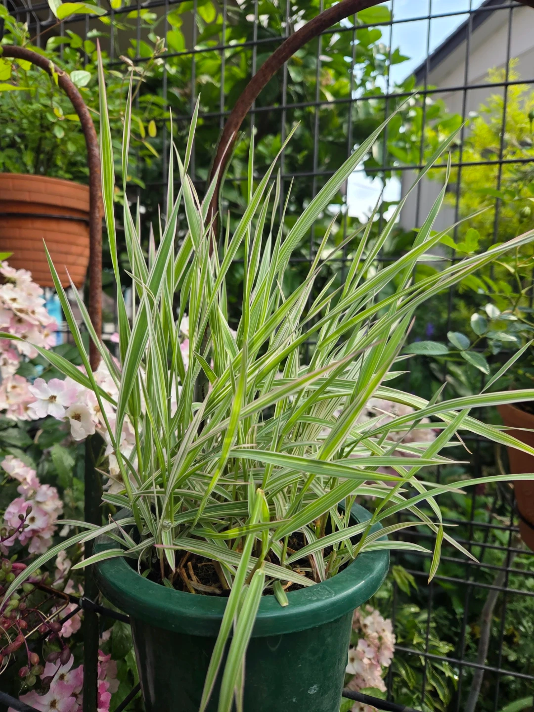 縞葦 鉢植え