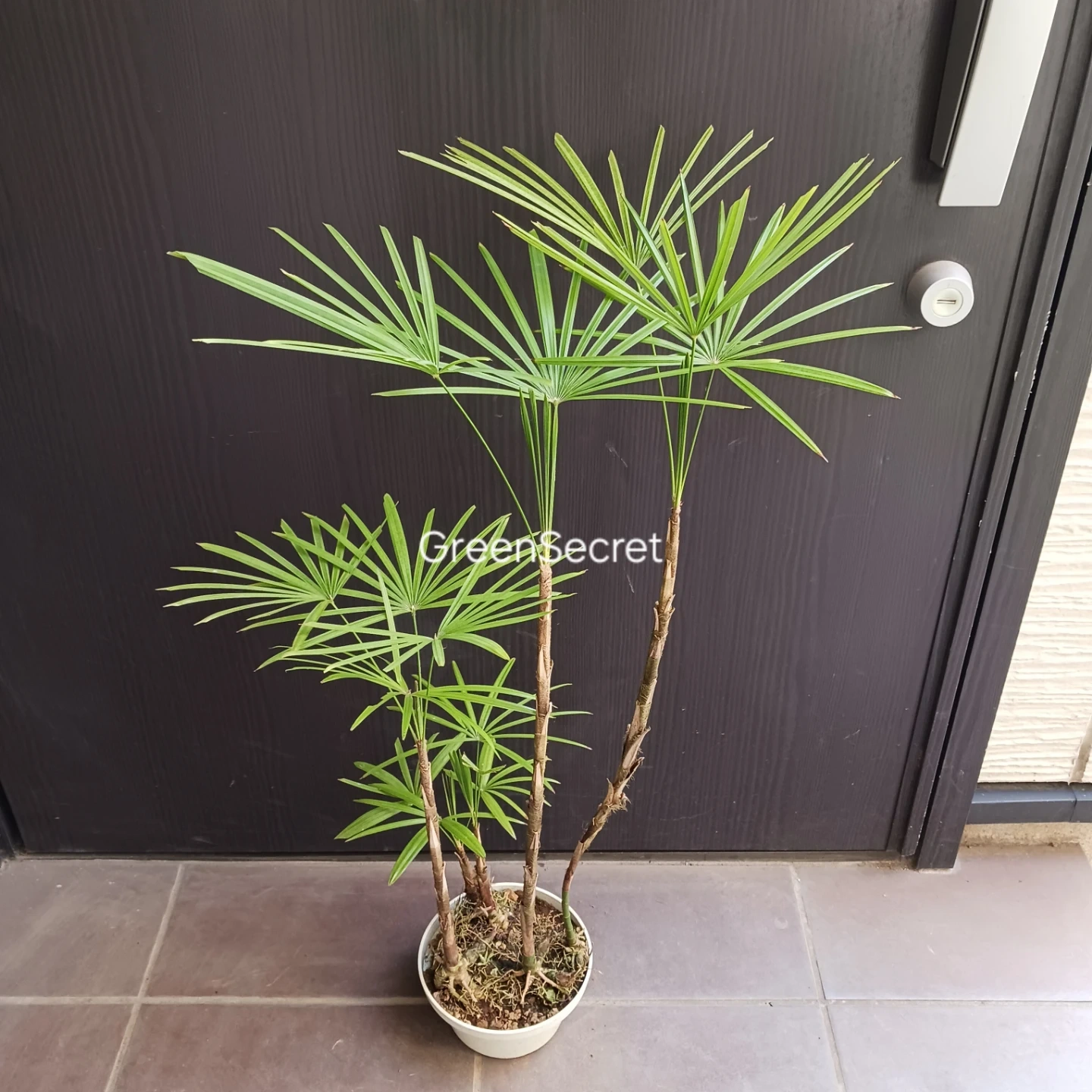 4 ウンナンシュロチク 5号 観葉植物の写真2枚目