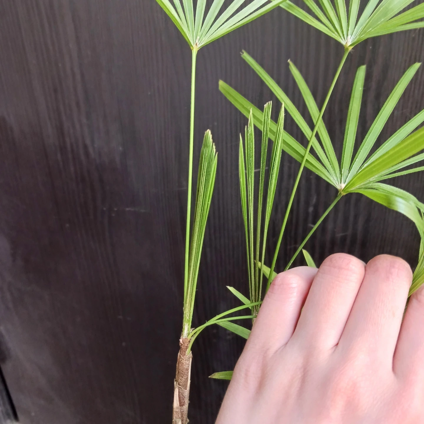 4 ウンナンシュロチク 5号 観葉植物の写真7枚目