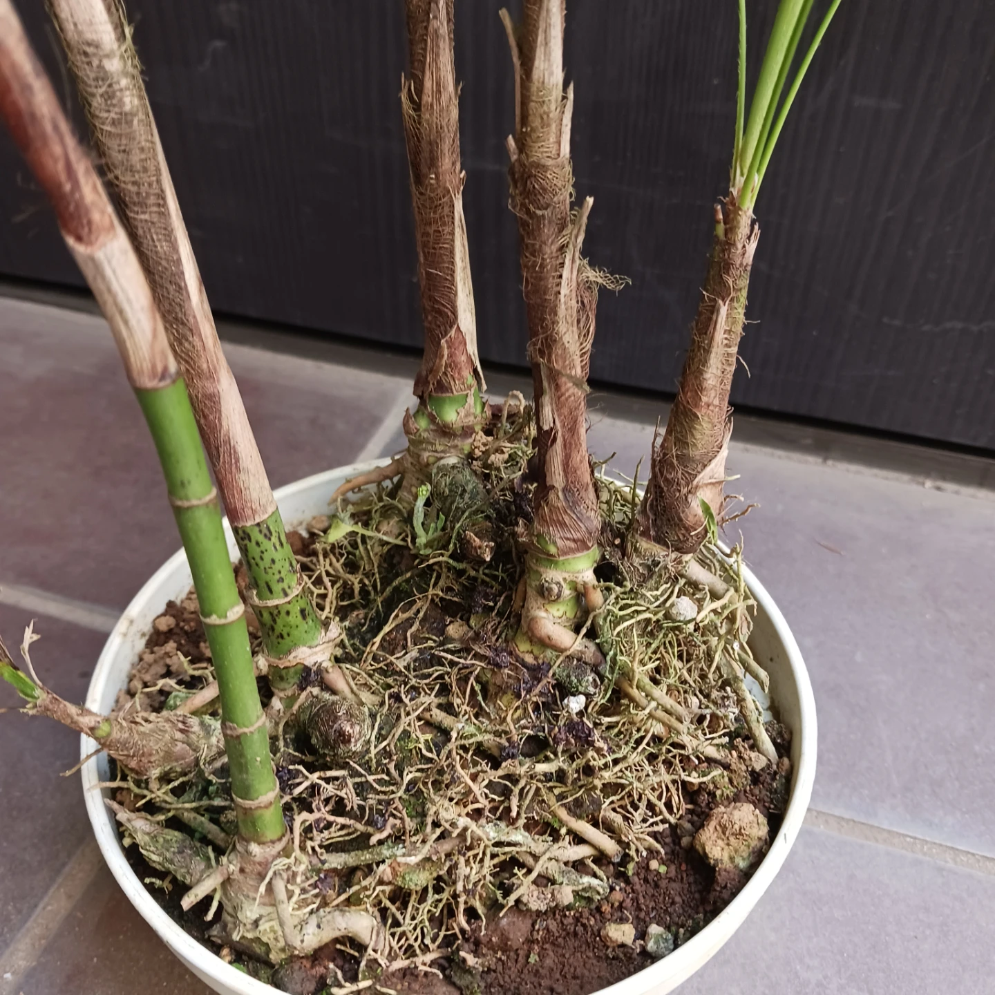 4 ウンナンシュロチク　5号　観葉植物の写真8枚目