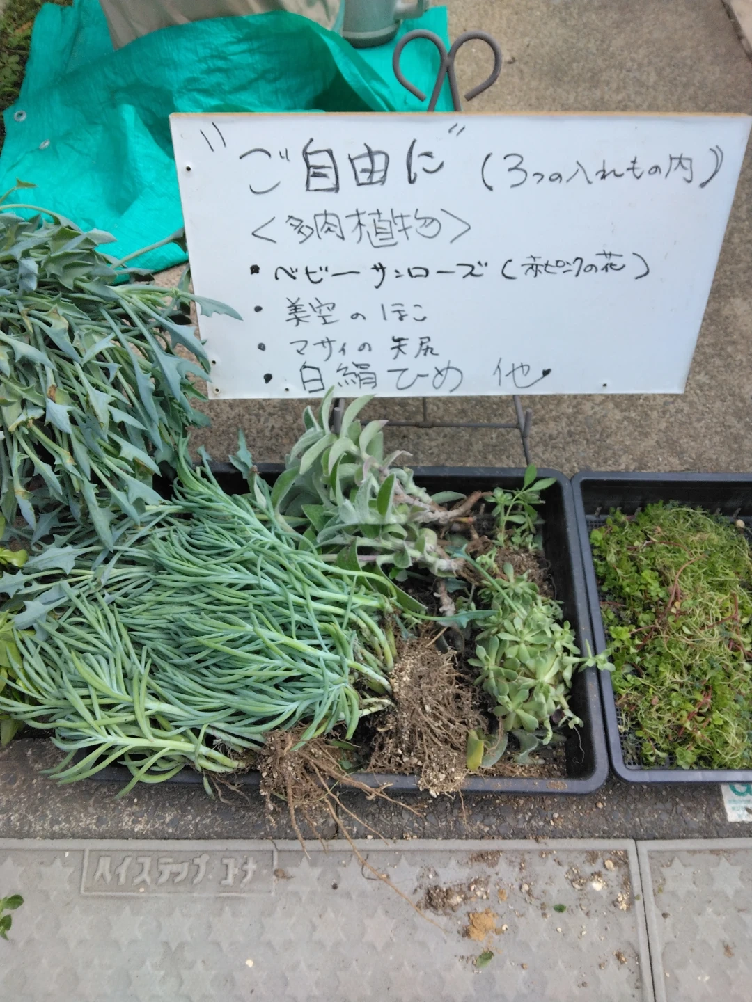 0円多肉開催中 多肉植物 詰め合わせ単品等グランドカバーにの写真3枚目