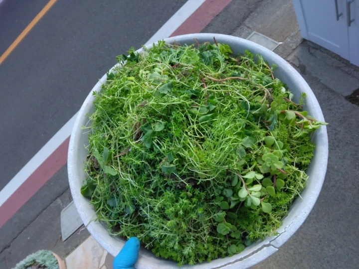 グランドカバーにセダムモリムラ、マルバ万年草、パリダム等々詰め合わせとセダムの 黄色い花 多肉植物