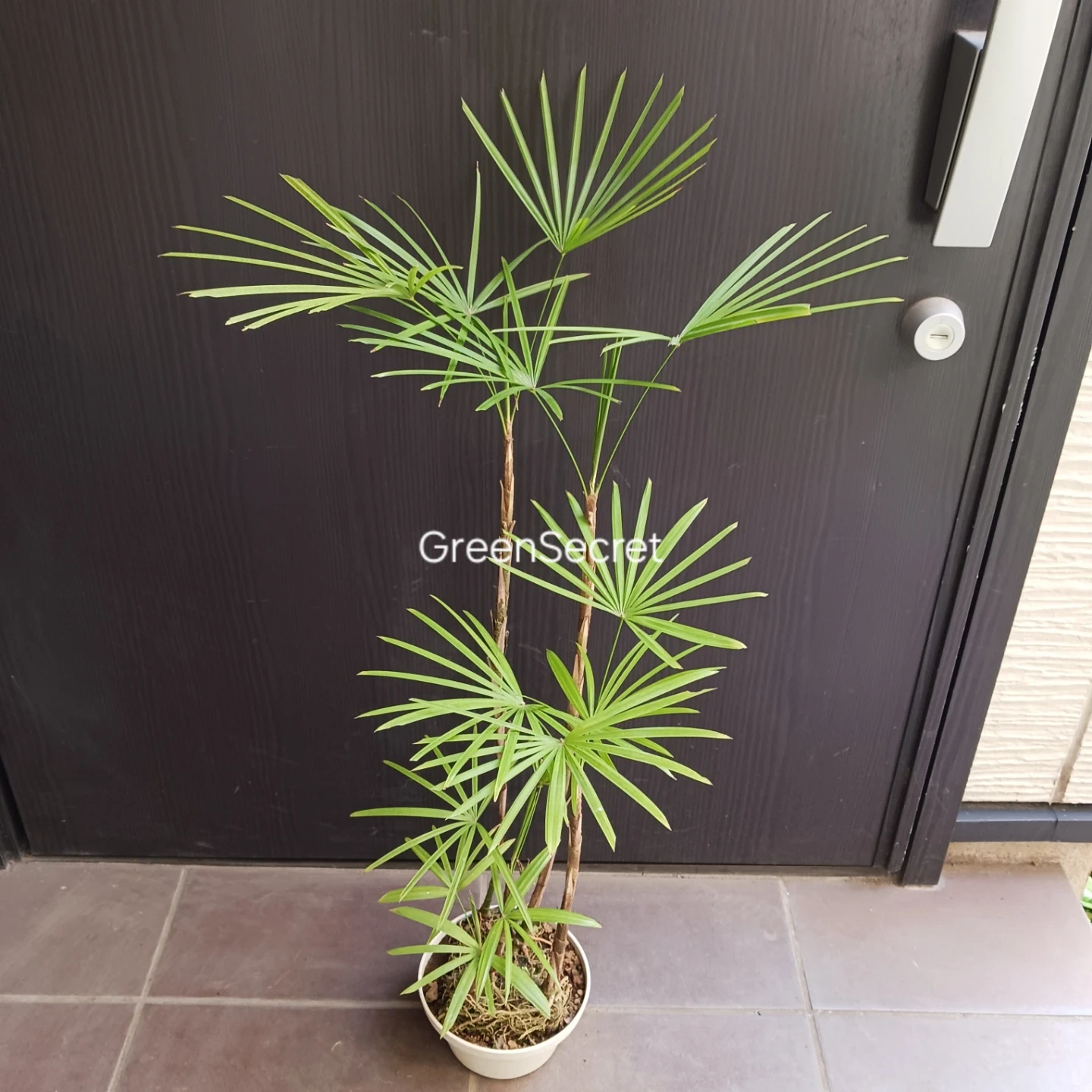 4 ウンナンシュロチク 5号 観葉植物