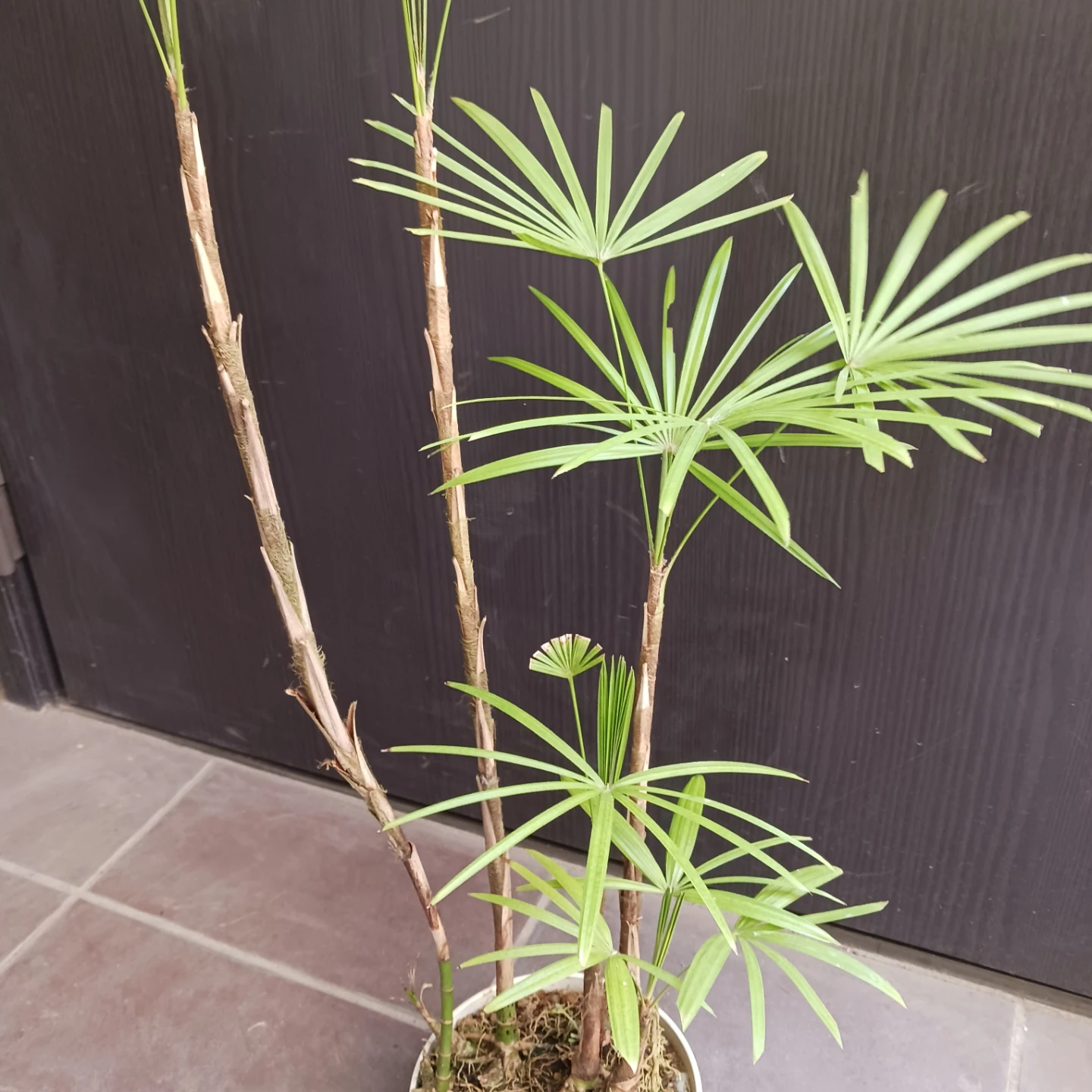 4 ウンナンシュロチク　5号　観葉植物の写真4枚目