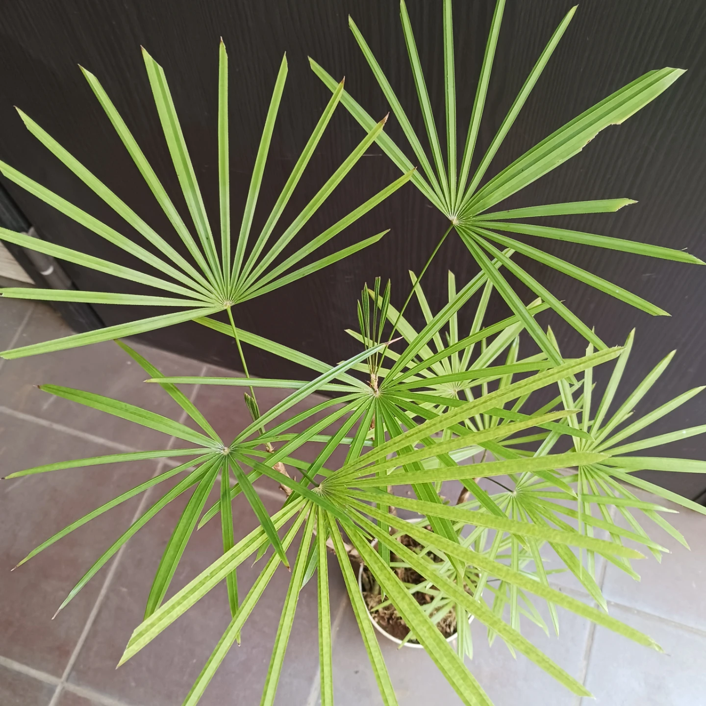 4 ウンナンシュロチク　5号　観葉植物の写真5枚目