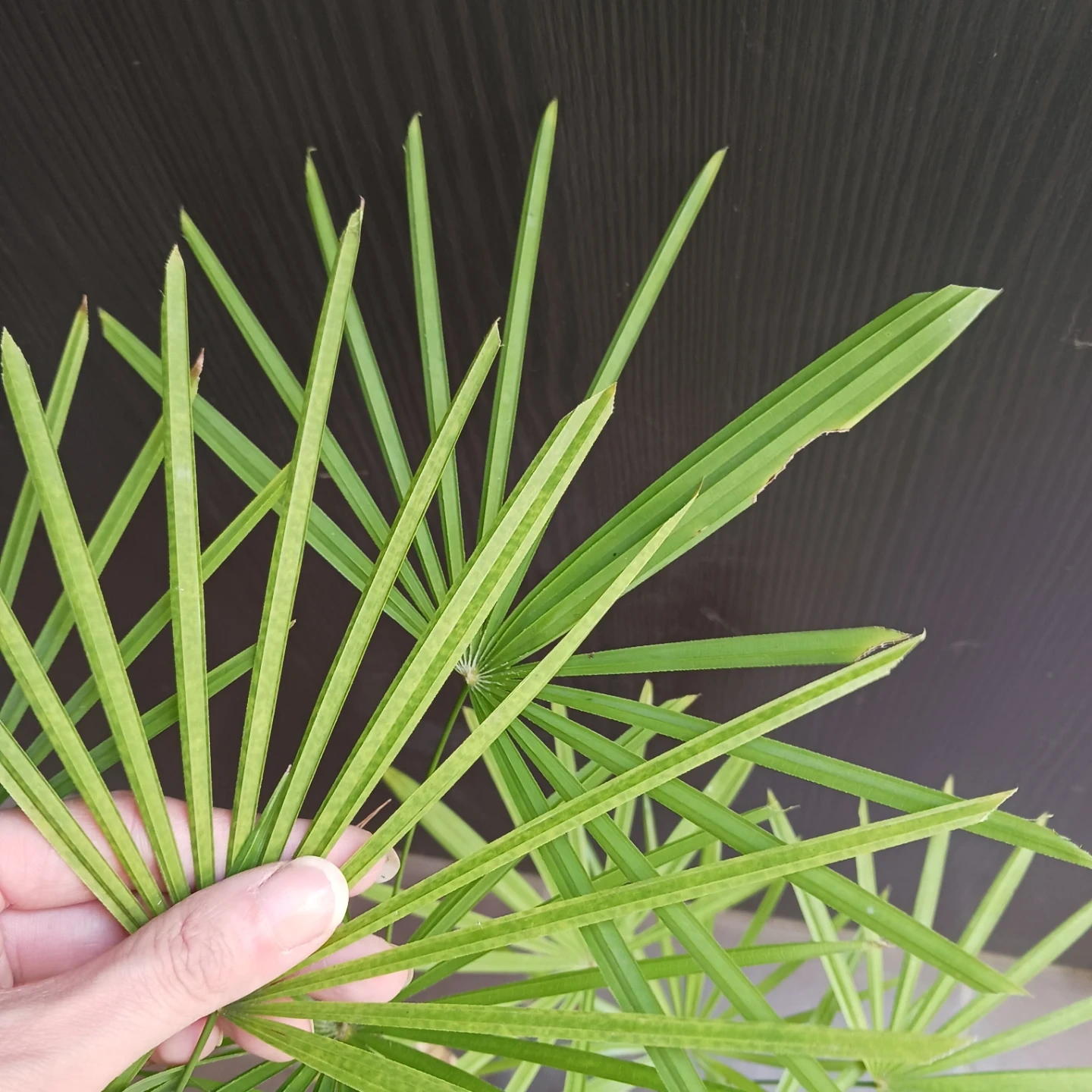 4 ウンナンシュロチク 5号 観葉植物の写真6枚目
