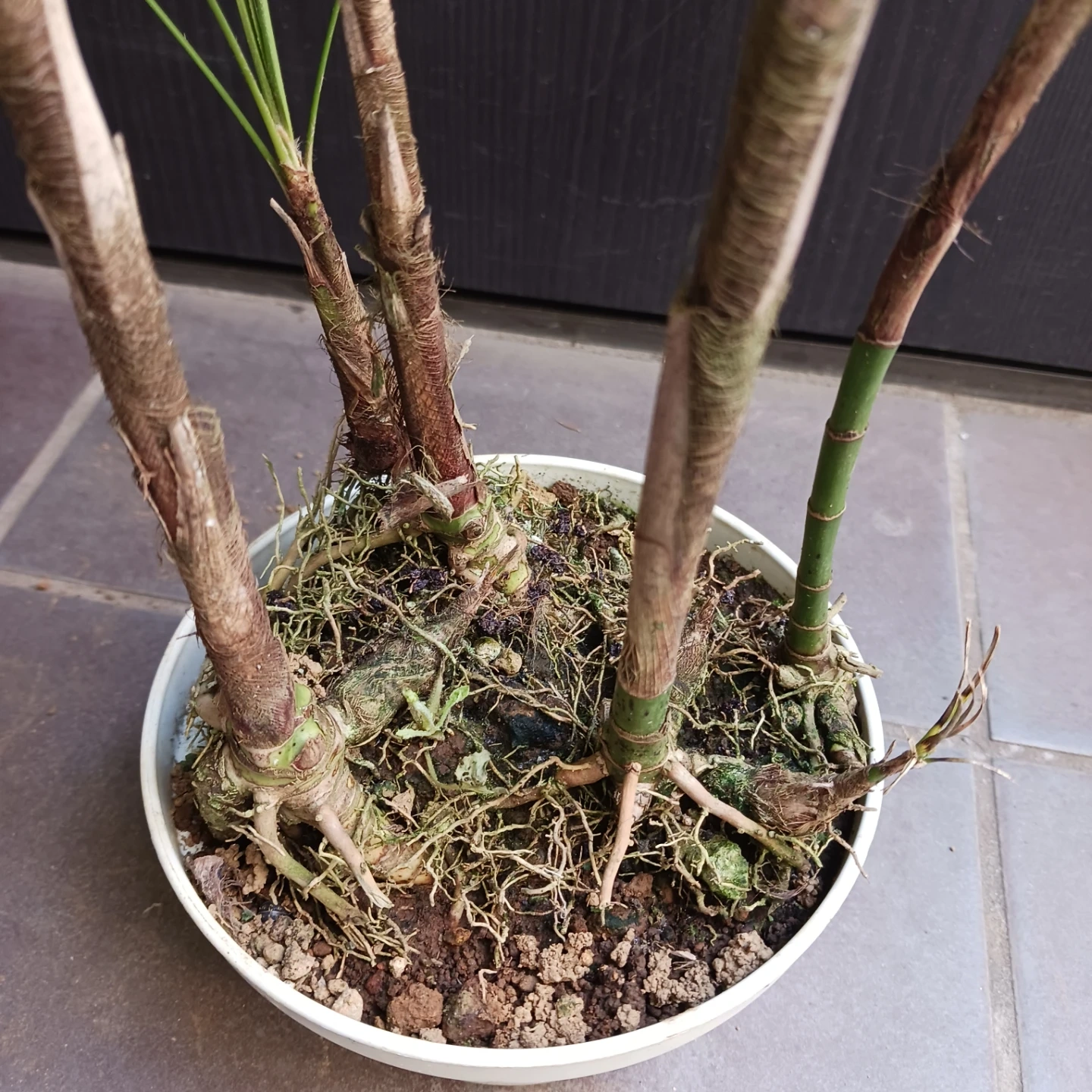 4 ウンナンシュロチク 5号 観葉植物の写真9枚目