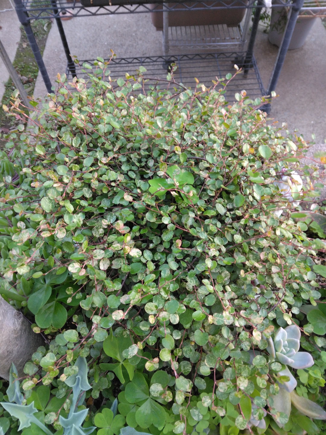 斑入りワイヤープランツ 観葉植物